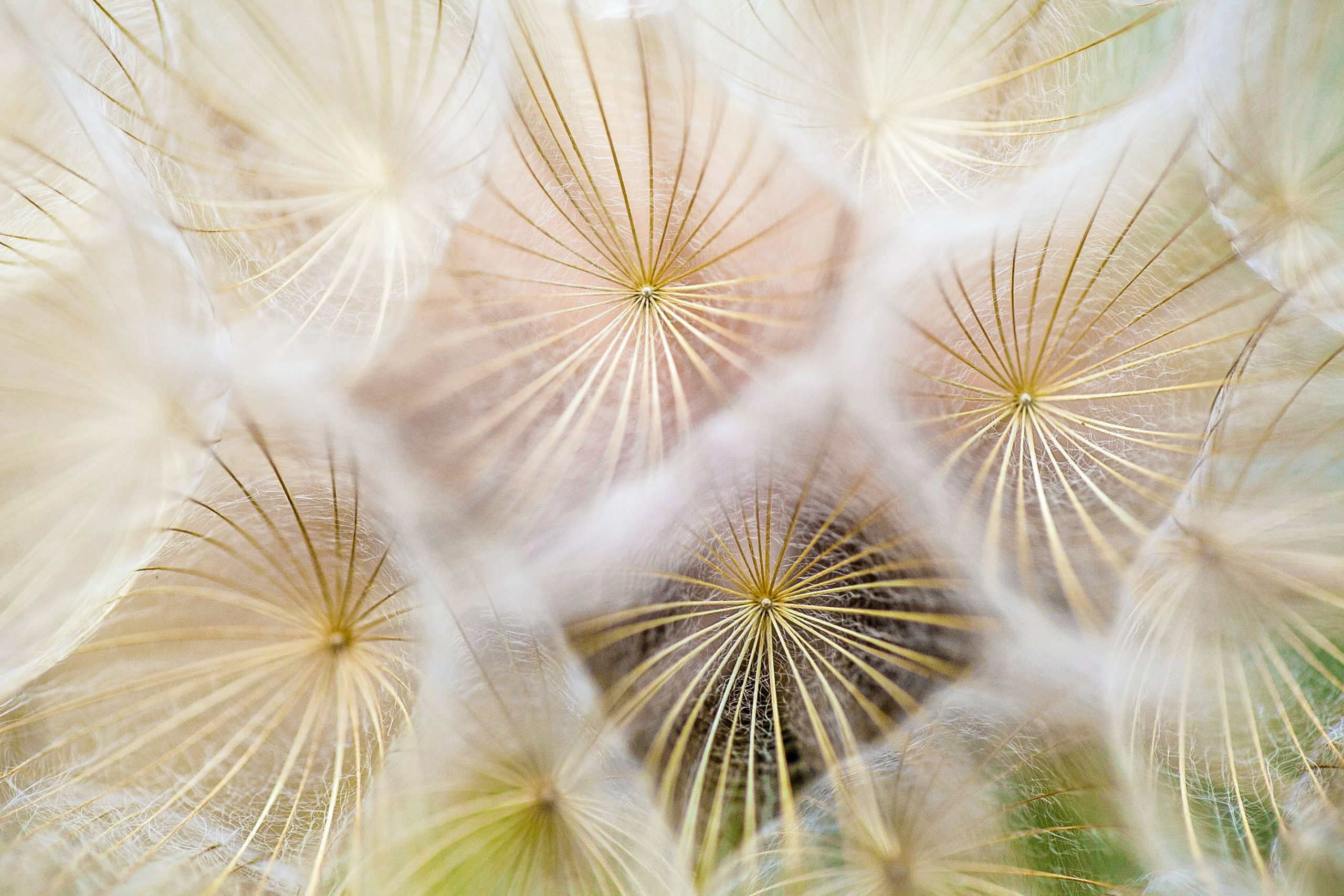 Parallax Image